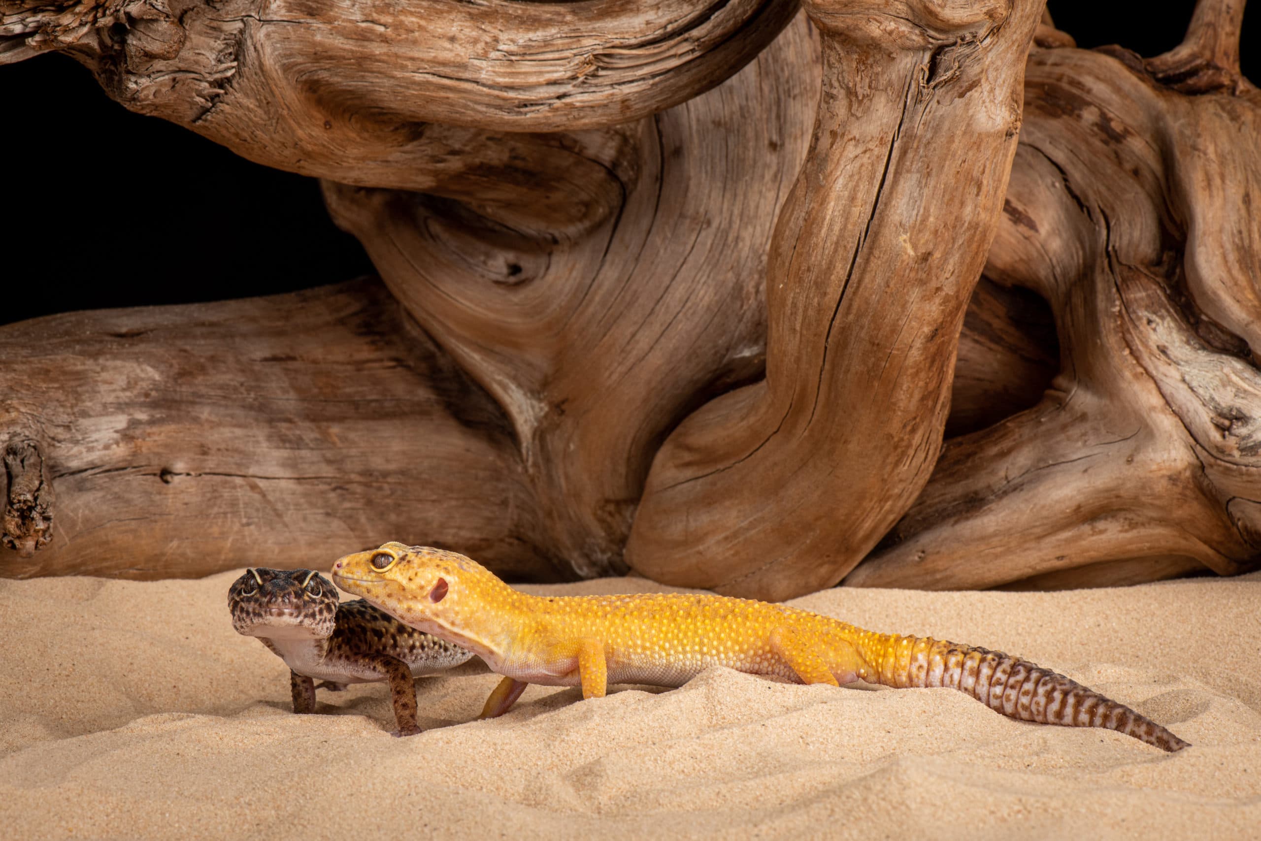 Deux geckos léopard côte à côte sur sable, devant du bois flotté