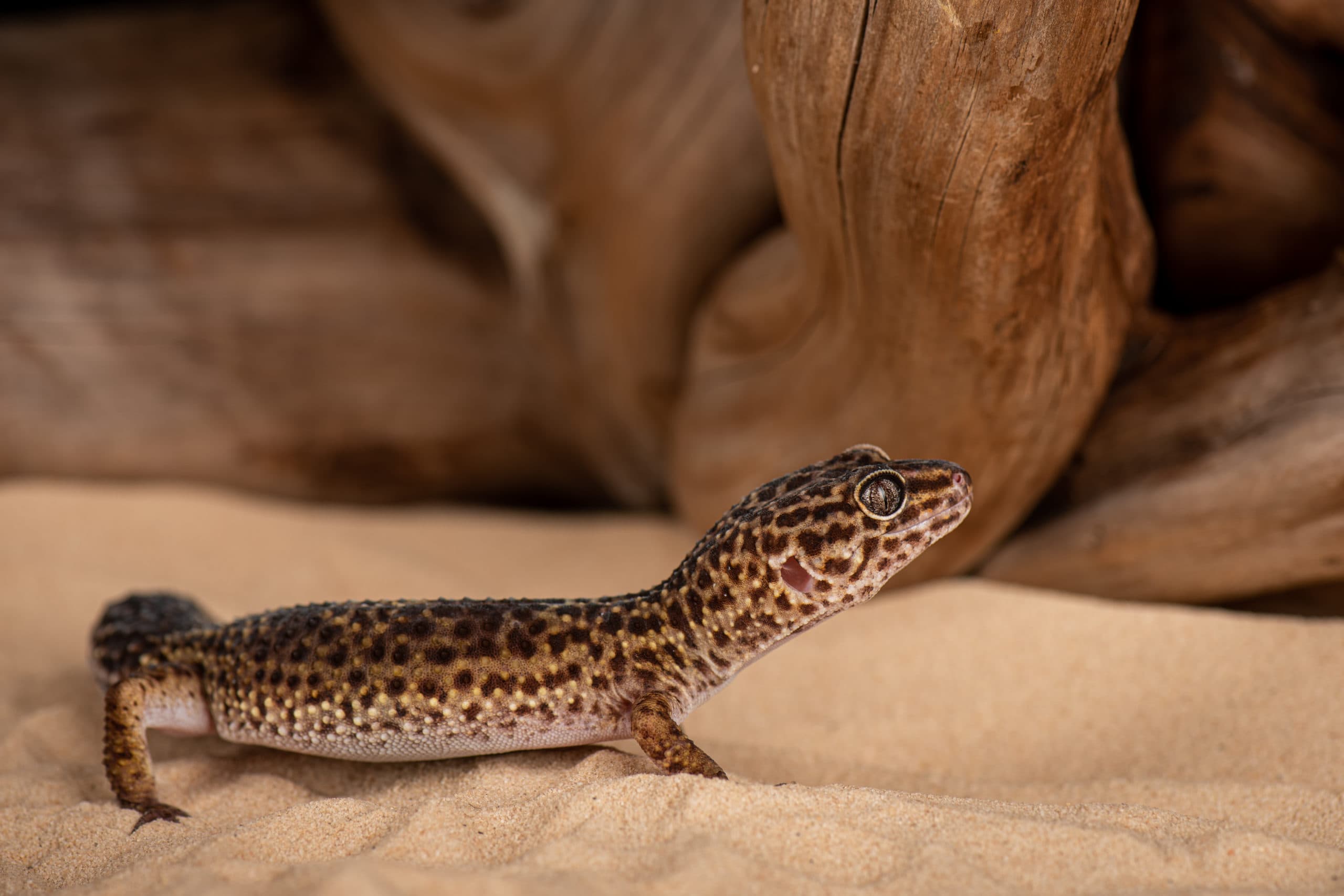 Gecko léopard avançant sur le sable