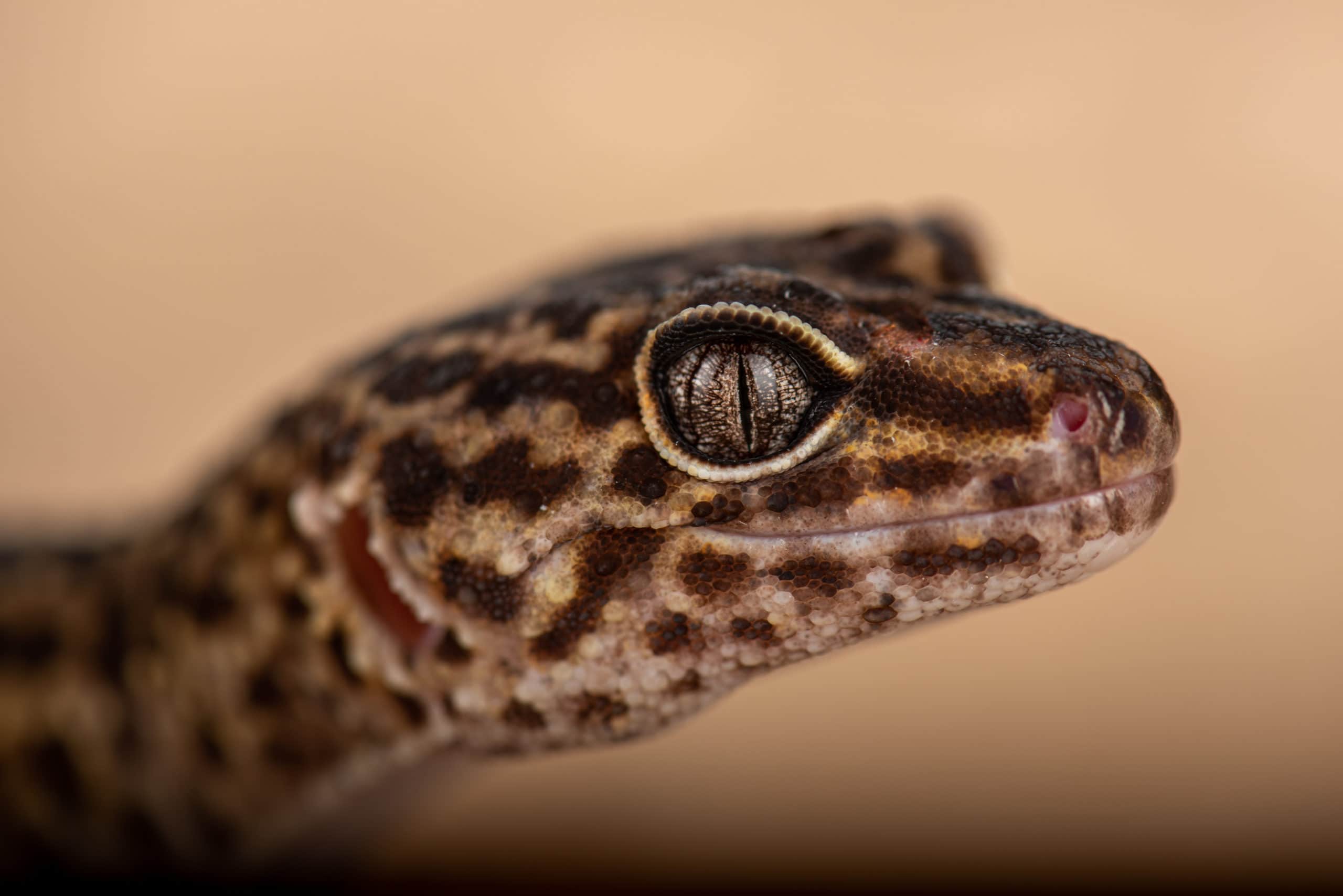 Tête de gecko léopard adulte en gros plan, fond beige