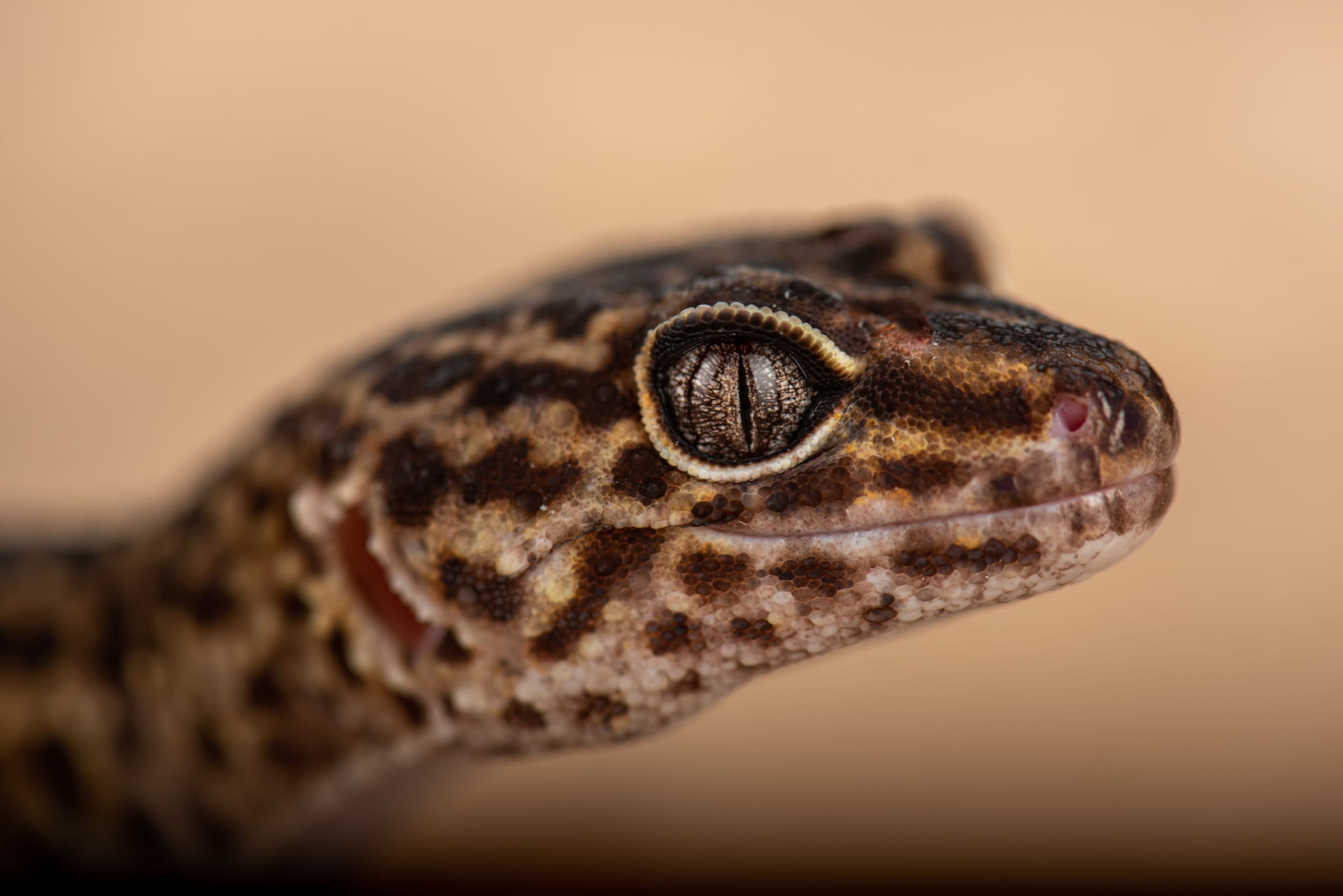 Tête de gecko léopard adulte en gros plan, fond beige