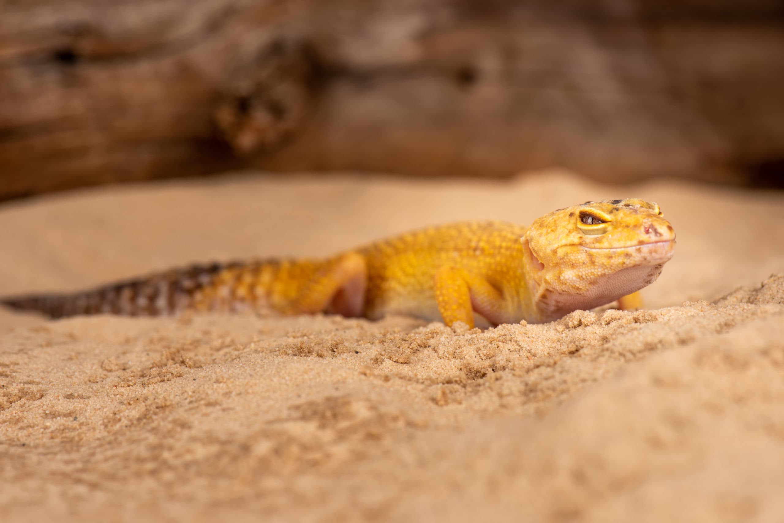 Gecko léopard émergeant du sable devant du bois flotté