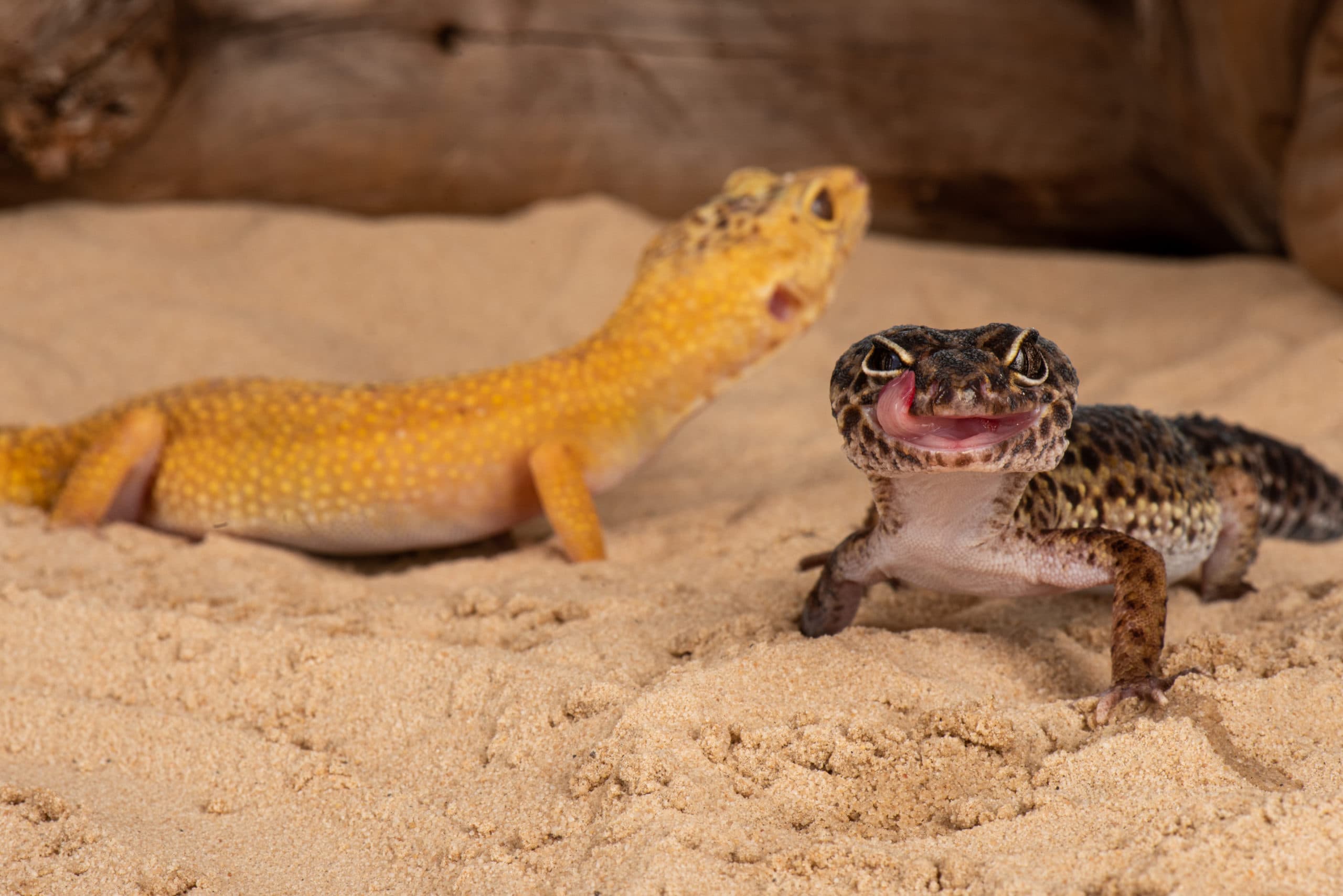 Deux geckos léopard côte à côte, l'un se léchant l'œil