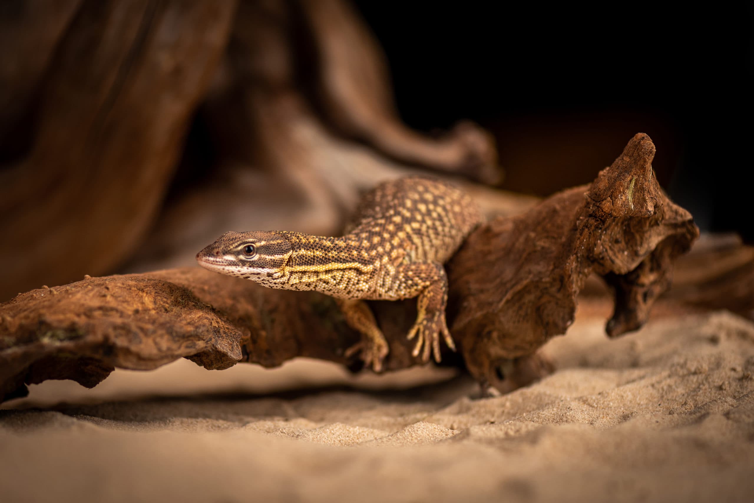 Lézard aux écailles perlées agrippé en hauteur sur du bois flotté