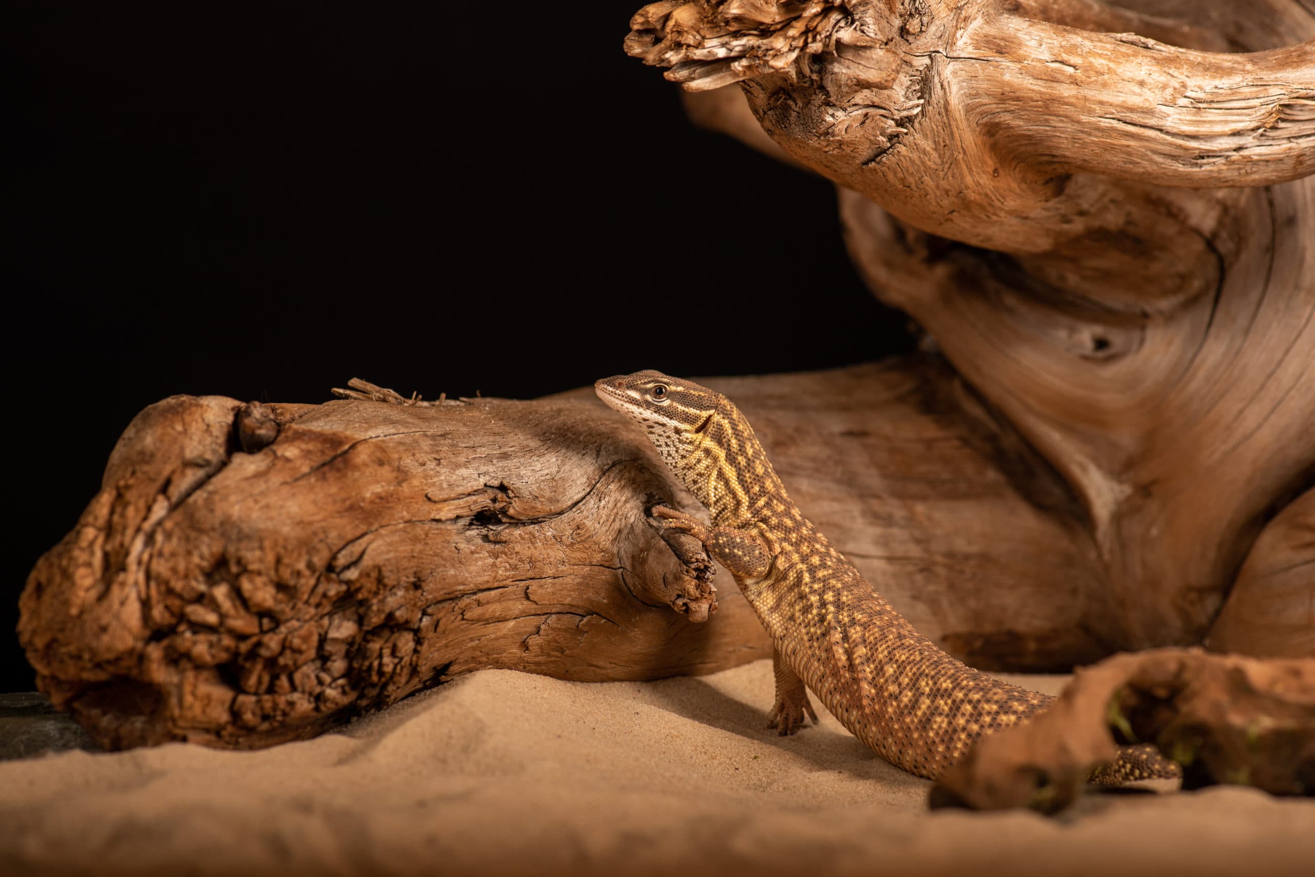 Lézard au motif jaune et brun, tête levée sur du bois flotté