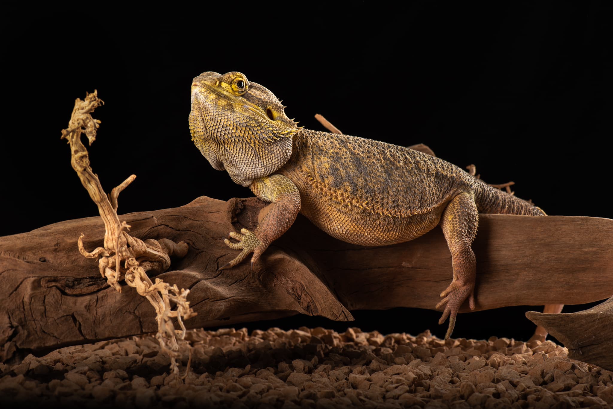 Lézard à motif tacheté brun et crème, sur bois flotté