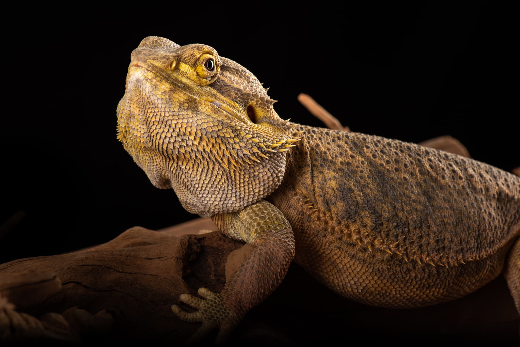 Dragon barbu sur bois flotté