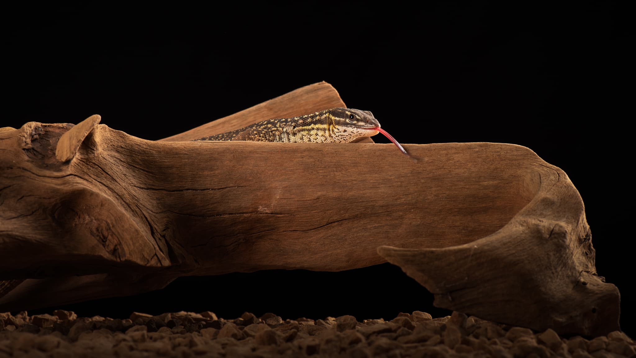 Lézard tirant la langue, perché sur du bois flotté