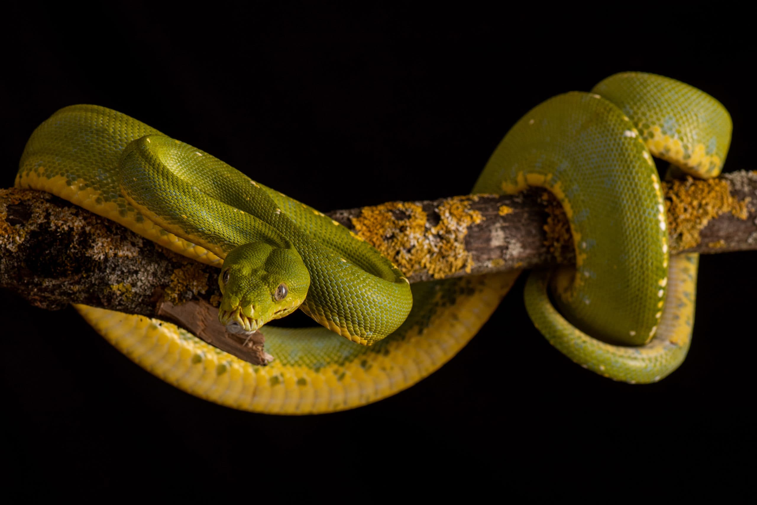 Python vert adulte enroulé sur une branche lichénée