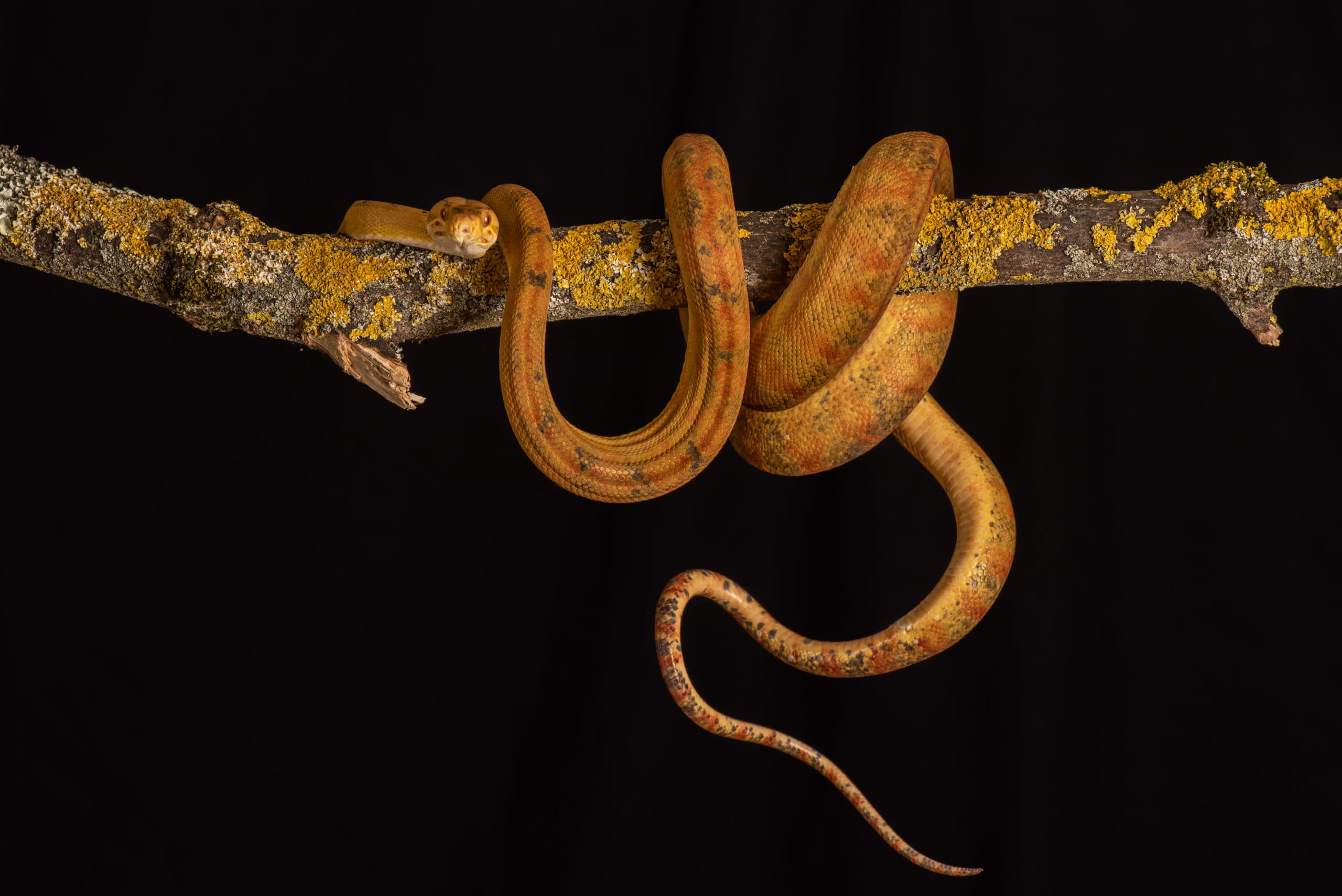 Tête de python vert juvénile jaune, gros plan