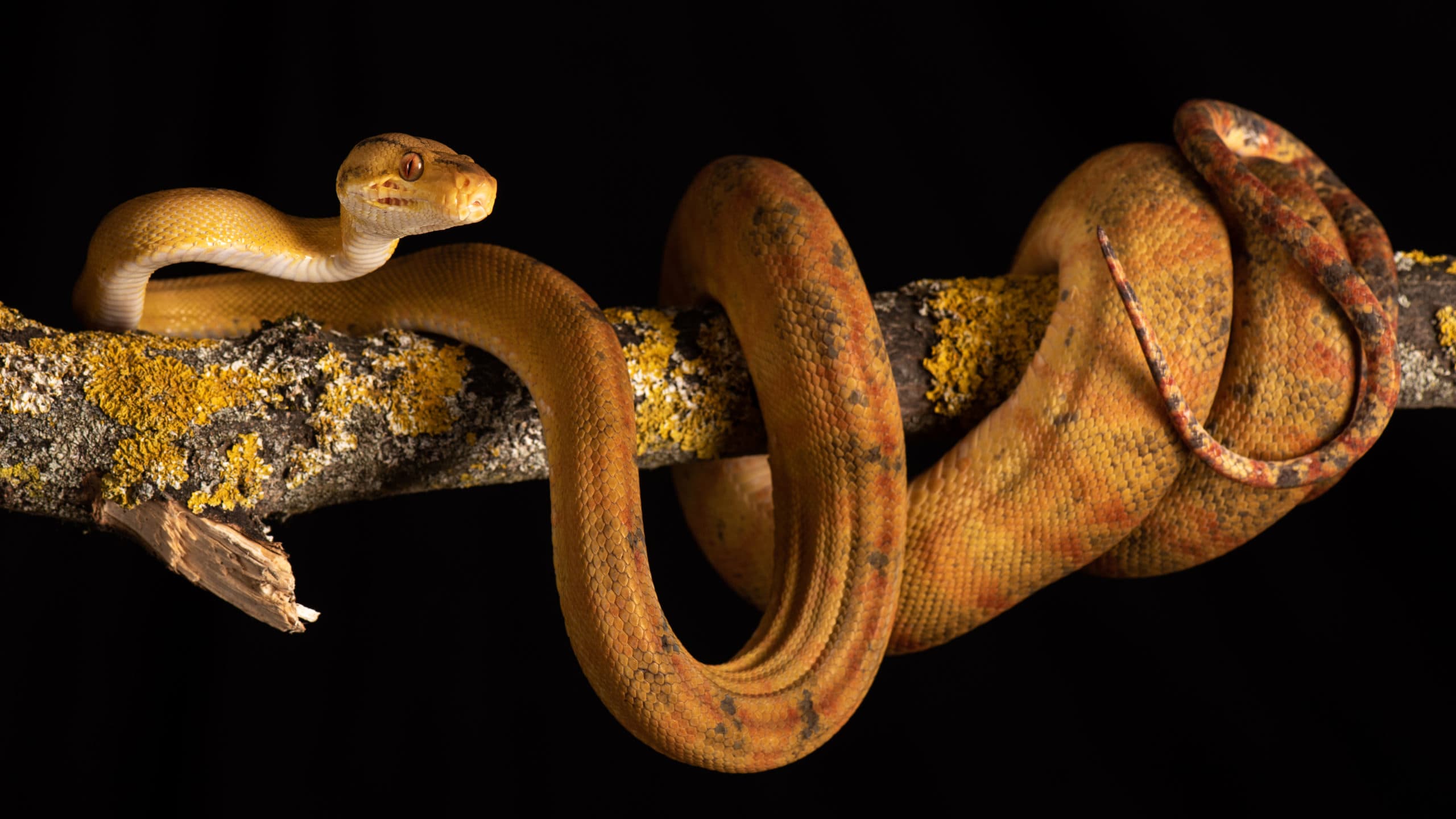 Python vert juvénile jaune étendu le long d'une branche