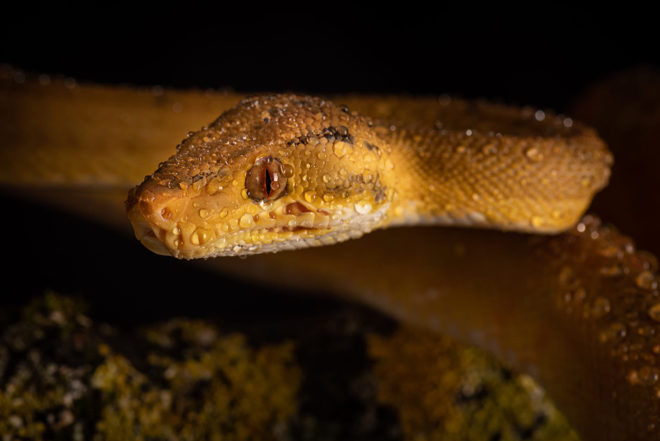 Tête de python vert juvénile jaune couverte de gouttelettes d'eau