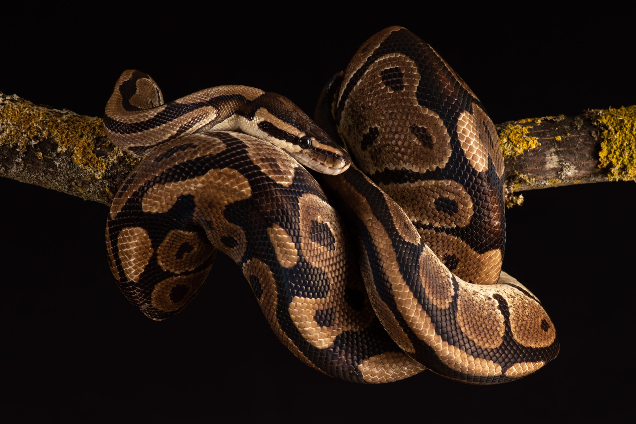 Python royal enroulé en boule compacte sur une branche