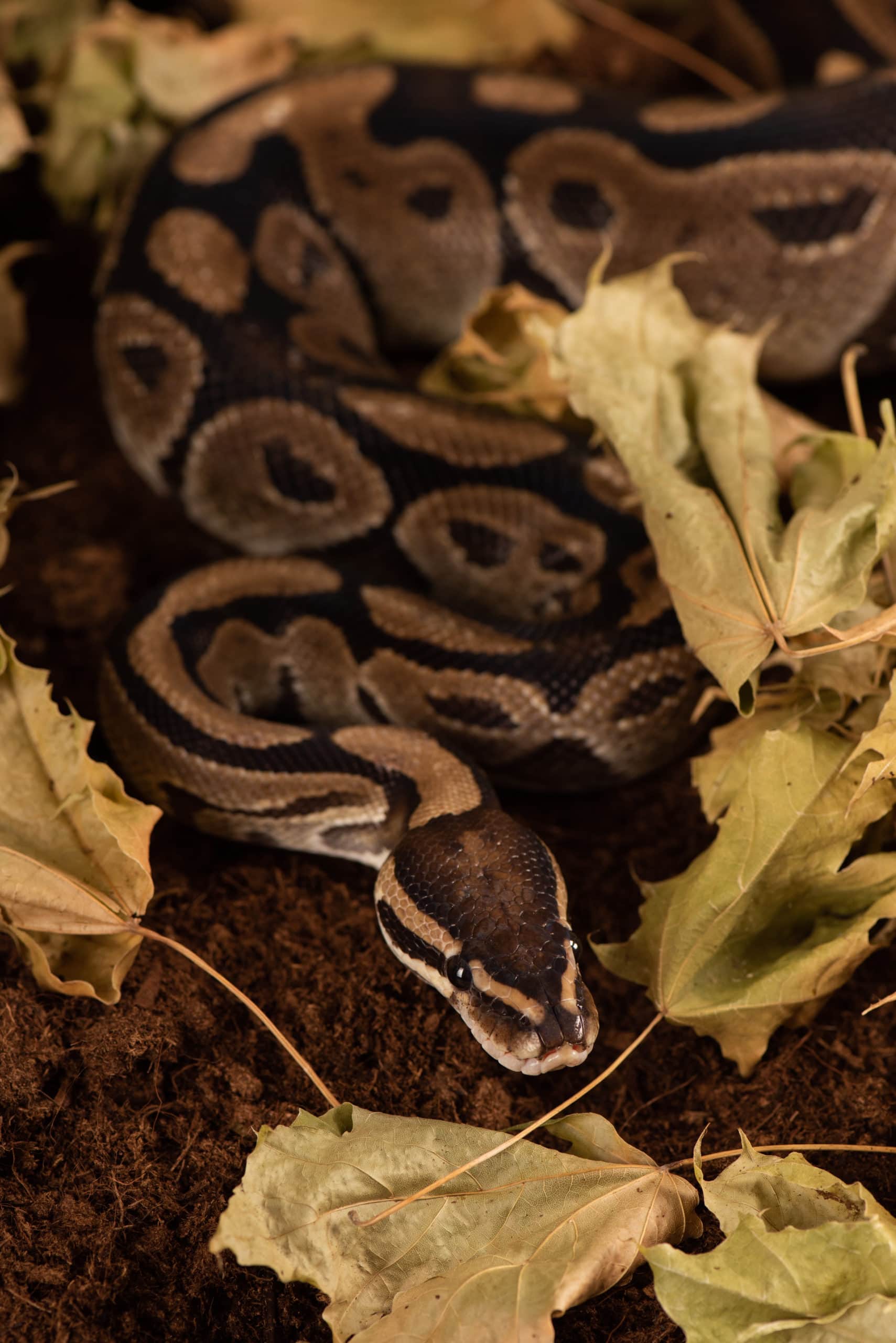 Python royal enroulé parmi des feuilles mortes au sol