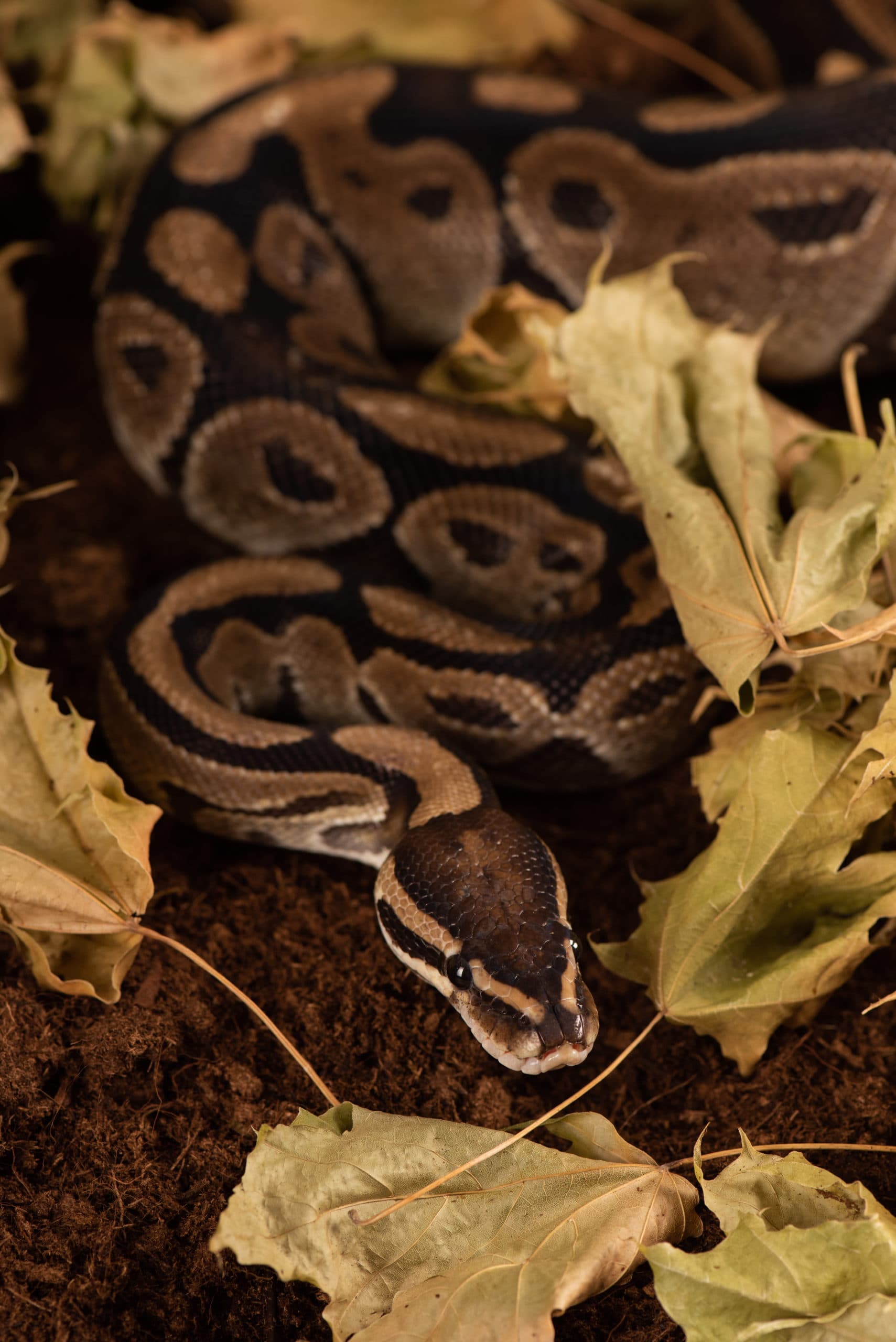Python royal enroulé parmi des feuilles mortes au sol