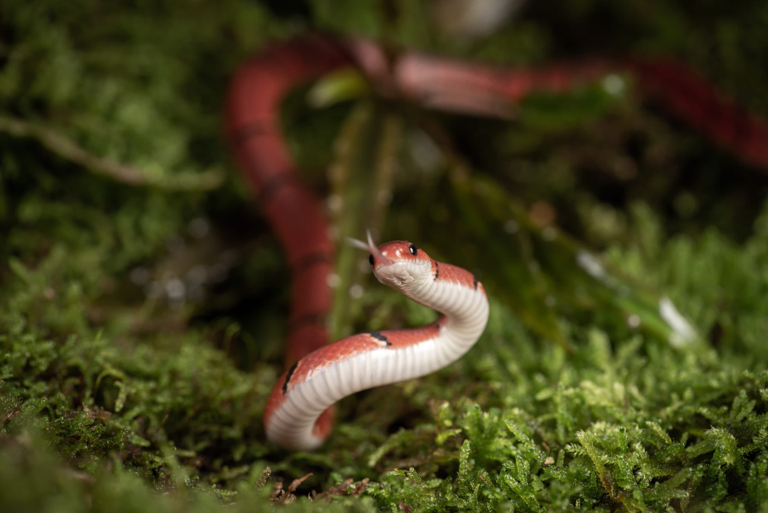 Serpent-roi à bandes rouges, noires et blanches, sur de la mousse