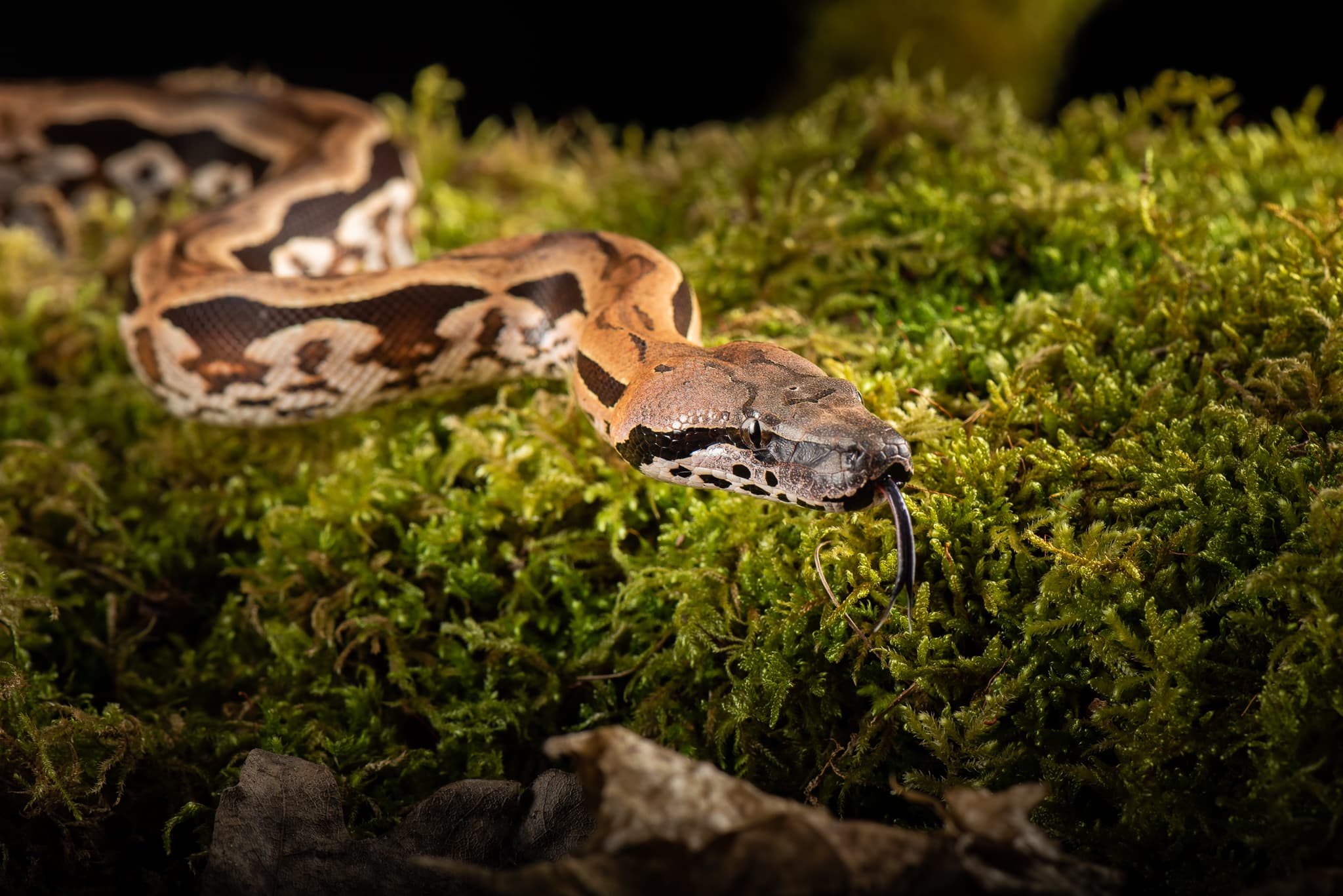 Boa constrictor enroulé sur de la mousse, langue sortie