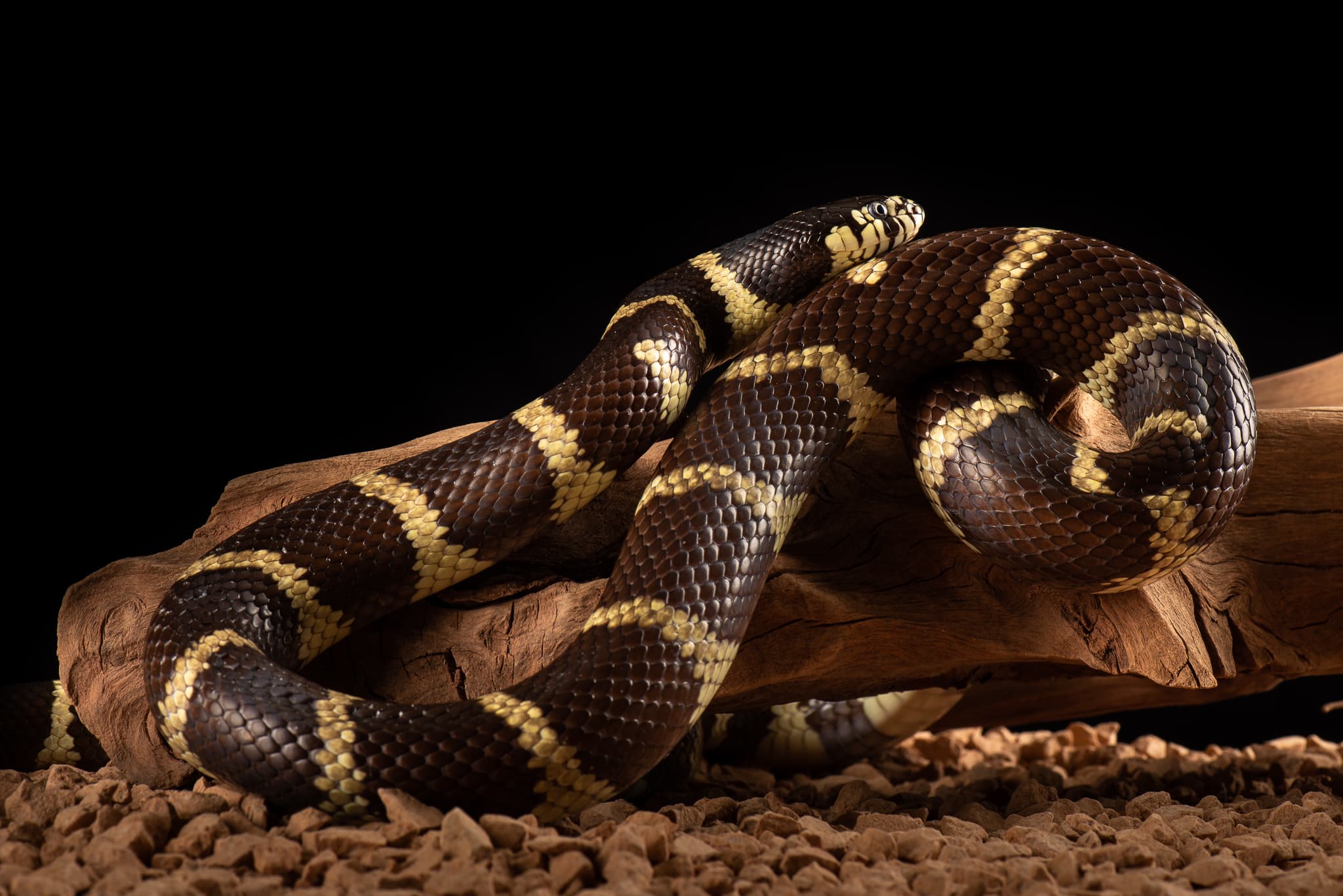 Serpent-roi à bandes noires et crème, enroulé sur du bois